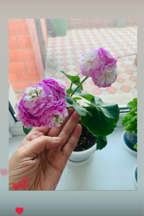 Пеларгония Pac viva Karolina