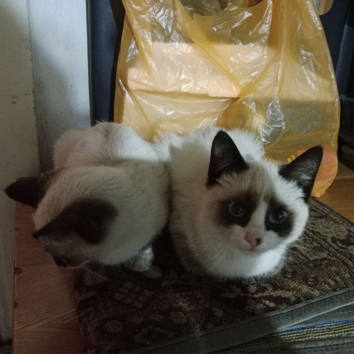Отдам котят в хорошие руки
