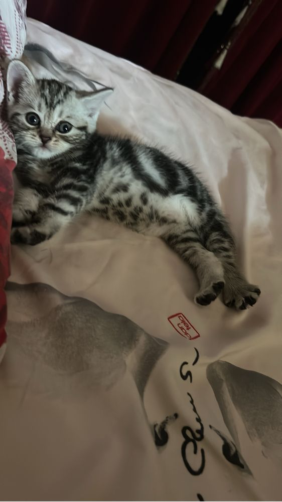 Котенок шотландец