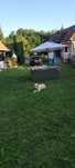 Donez labrador  retriver micro cipat