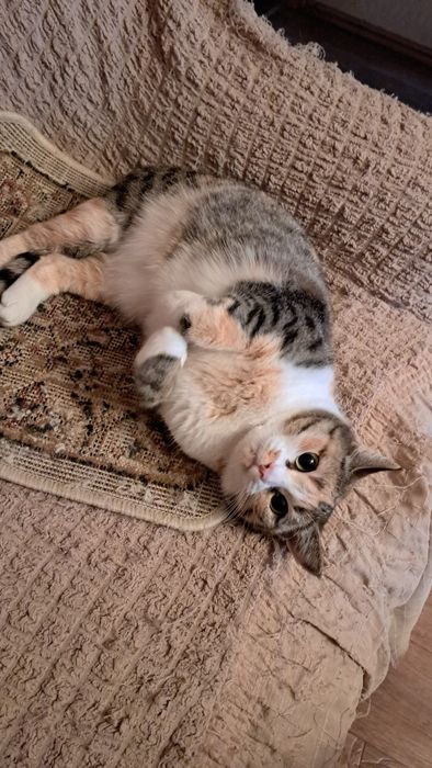 Отдам кошку в хорошие руки