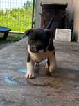 American Bully standard