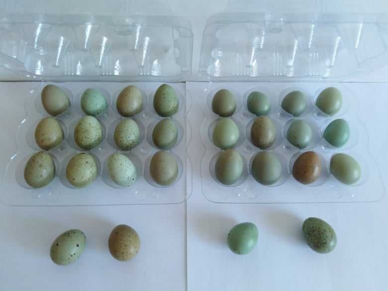 Оплодени яйца от Китайски пъдпъдък