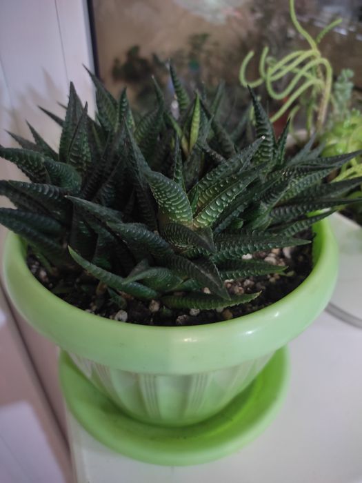 Продам суккуленты