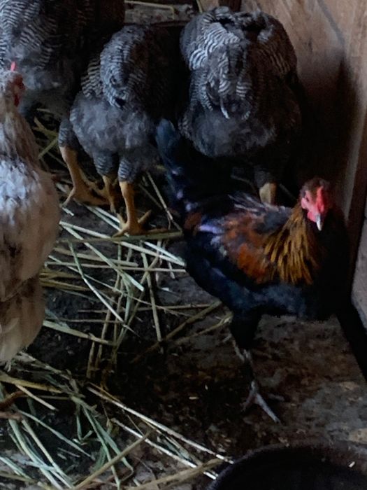 Cocosi si gaini americane