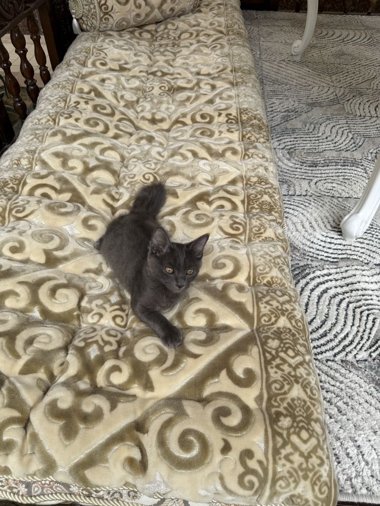 Продам котенка в хорошие руки
