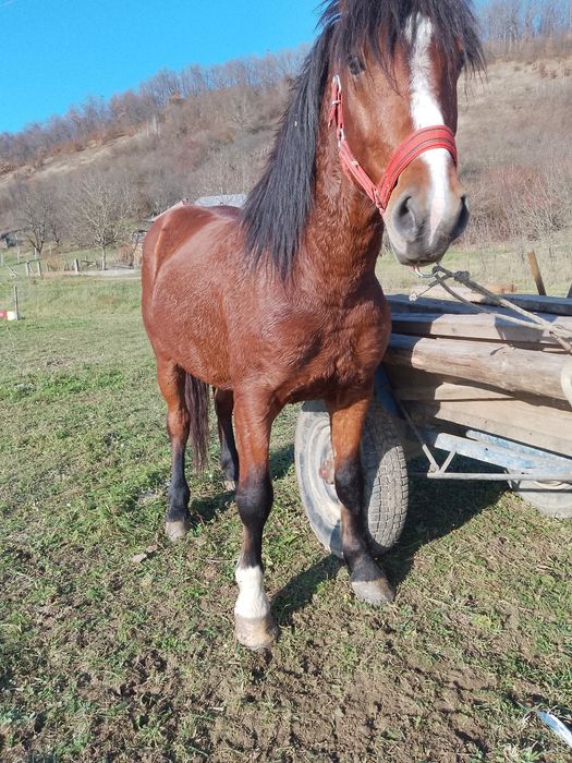 Vând armăsar de 4 ani