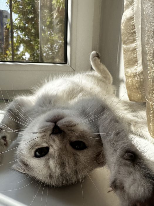 Продается котенок скотиш фолд