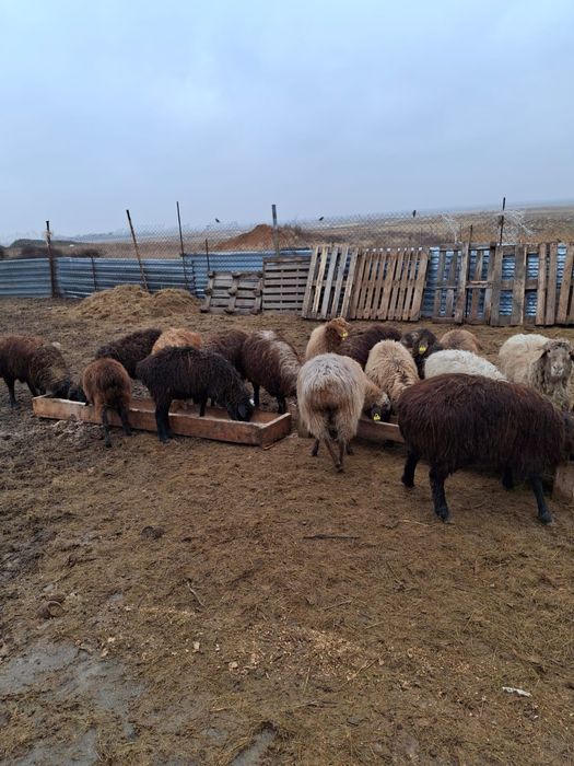 Продам 14 баранов и овец