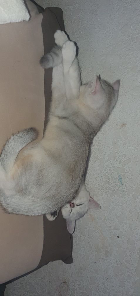 Котята 4 месяц 1 мальчик, 1девочка продаётся