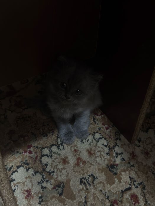 Очень красивые котята