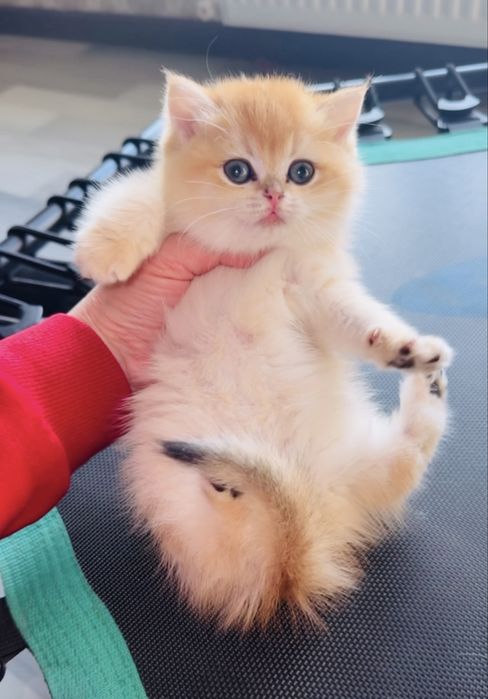 Продаётся британская золотая шиншилла ny12