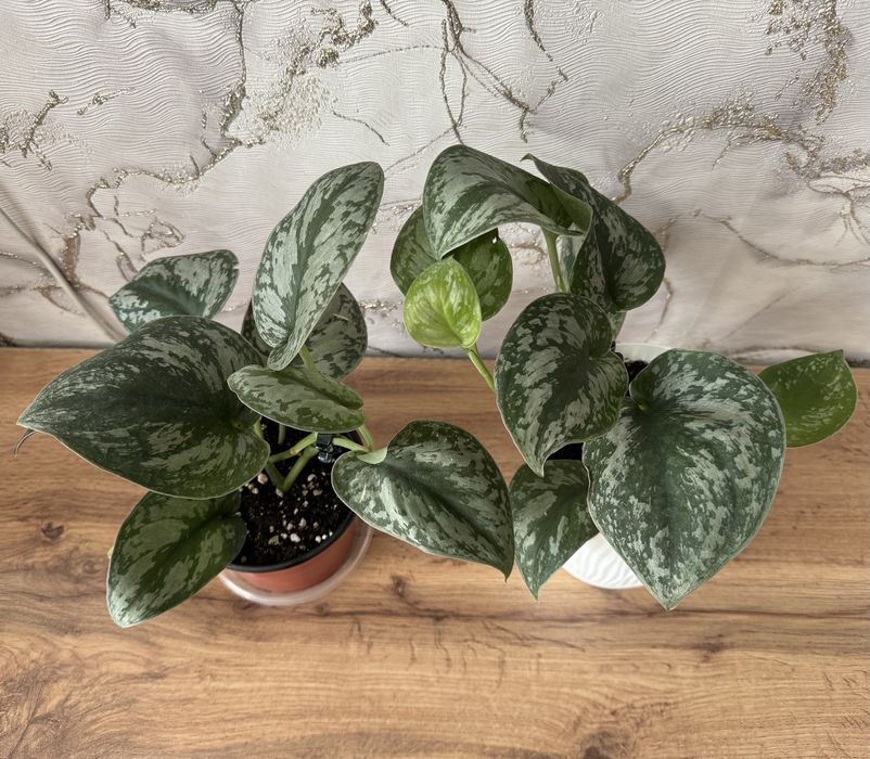 сциндапсус. Комнатные растения. Домашние цветы