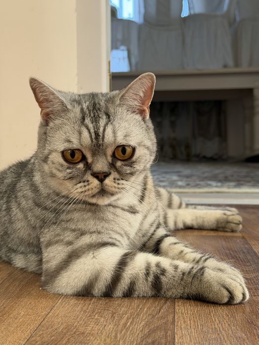 британский кот 2 года мальчик