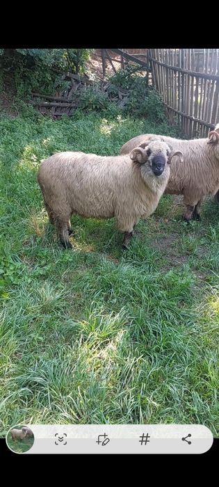 Berbeci bucalai de vânzare
