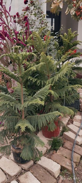 Продам Ёлка араукария