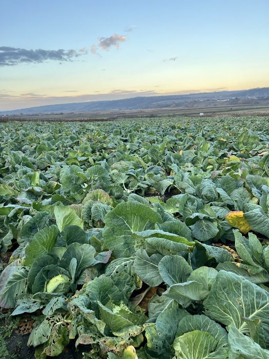 Varza de Buzău de vânzare