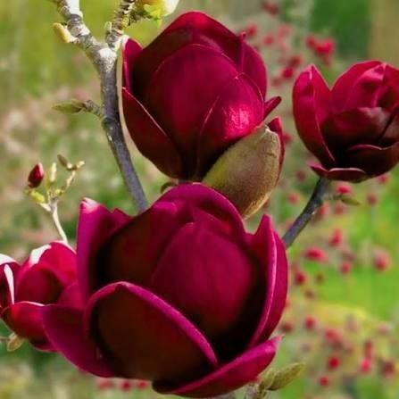 Magnolia black tulip