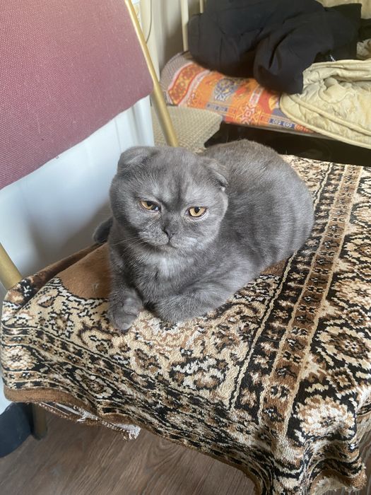 Вислоухий котенок 3 мес