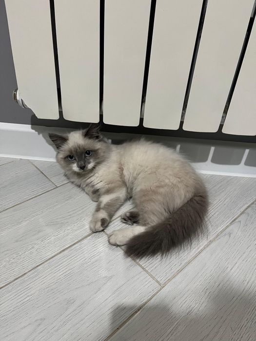 Отдам в добрые руки