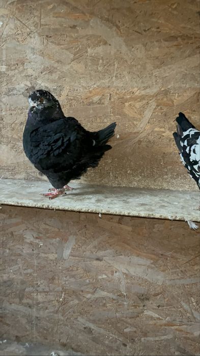 Vand sau schimb kingi linie noua