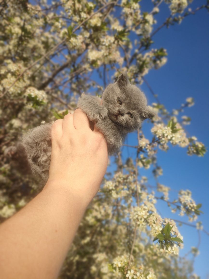 Британские плюшевые котята мальчики