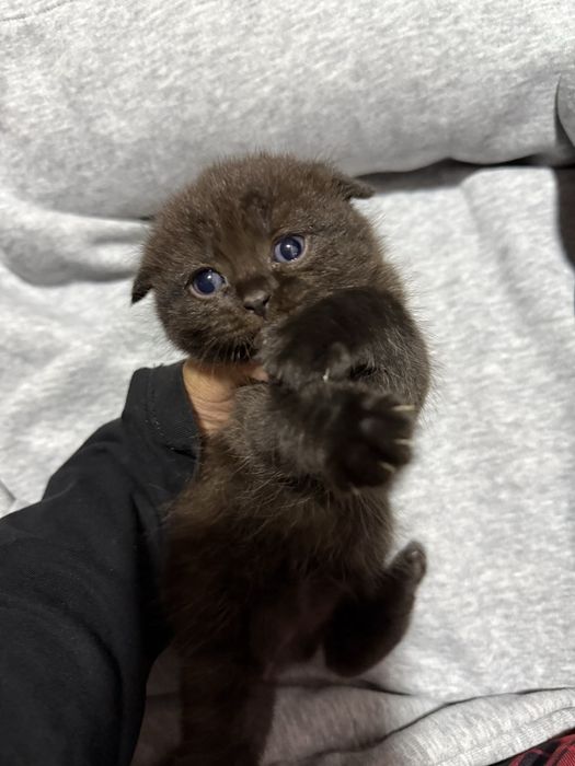 Scottish fold mushuk