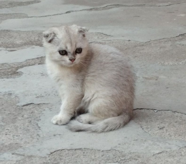 Кошки зотли 2.5 ойли Shinshilla qiz 
2.5 oyli
Sotuvda
Toshkentda
Onasi