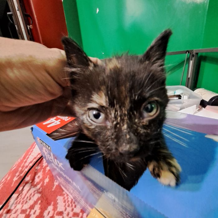 Adoptie pui de pisica negru Nefertiti si Fernando