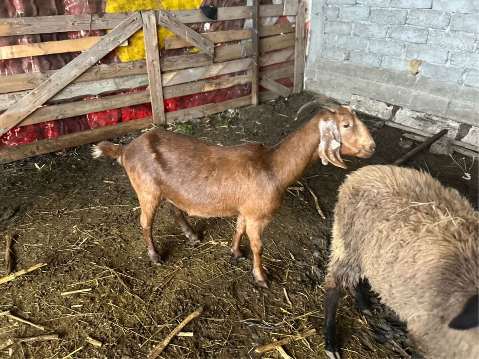 De vanzare o capra si un tap