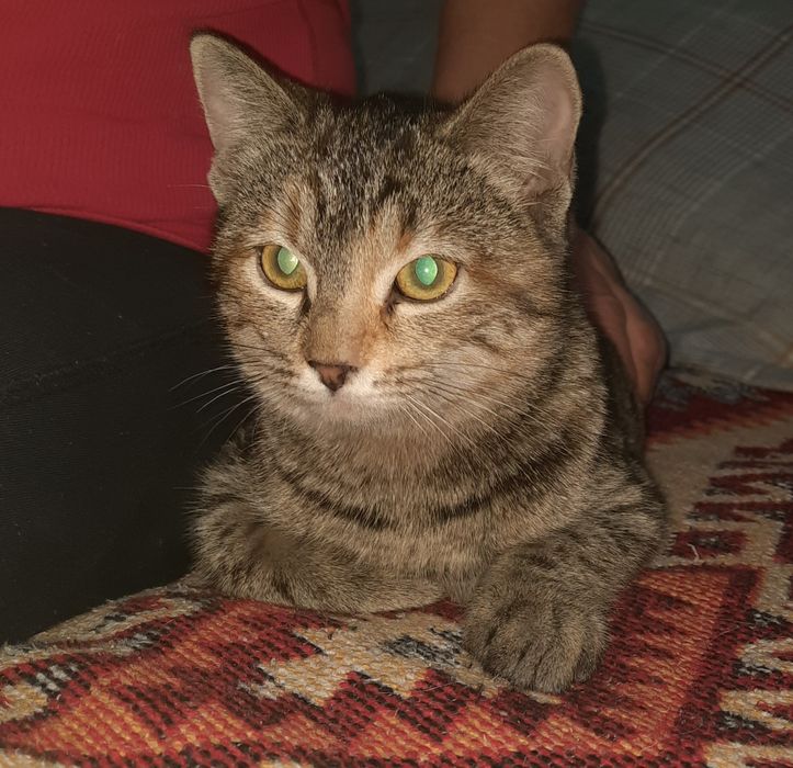 Котенок, ищет дом