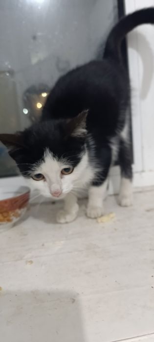 Кыз пышык. Бесплатно