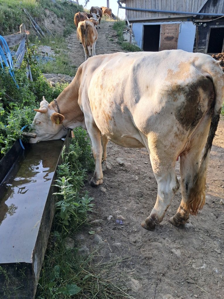 Vând o vaca și o juninca
