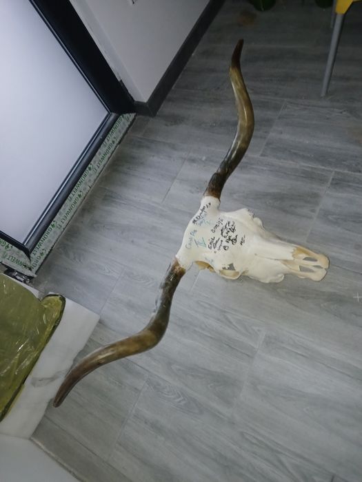 Vând un trofeu frumos.