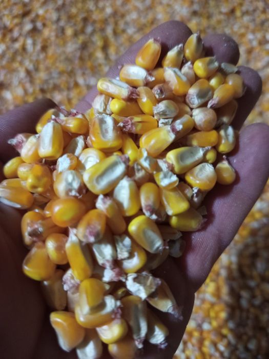 Vând Triticale și Porumb  2025