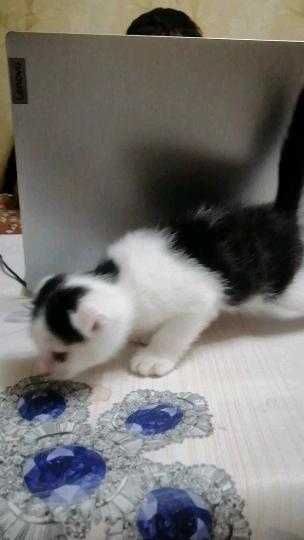 Шиншилла зотли мушукчалари сотилади