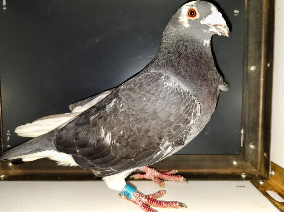 Porumbei de vânzare