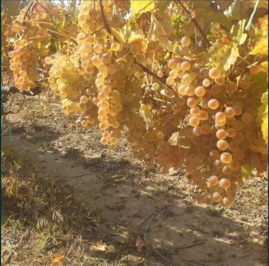 Struguri de vin de Vrancea livrăm in toată țara