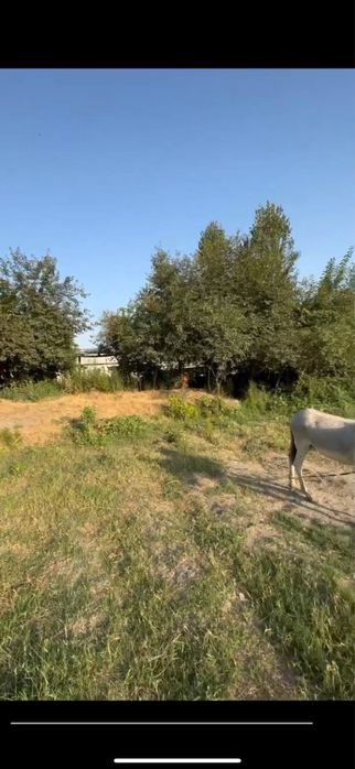 Yer uchastkasi hosildor yer kelishamiz kimga qizu bosa