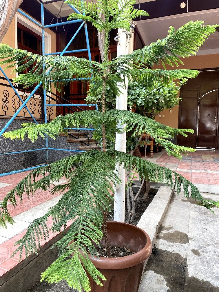 Ozim kafolat beraman