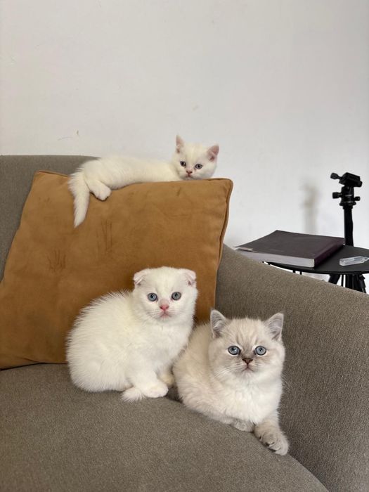 Pisoi Scottish fold si Scottish Straight