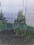 Chiparos Albastru Columnaris, este un conifer ornamental