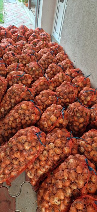 Ceapa galbena 1.50 lei