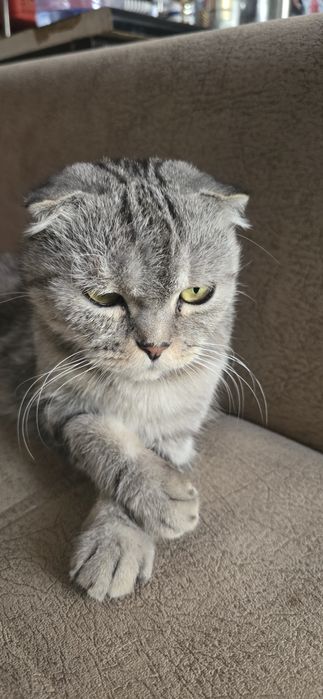 Серебристый фолд