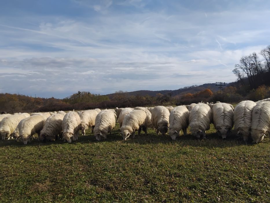 De vânzare oi.                              .