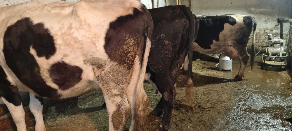 Продавам крави прясно отелени и бременни