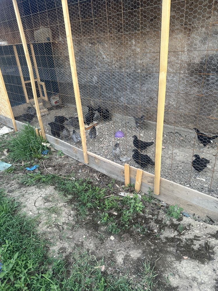 Puisori de australorp precrescuti