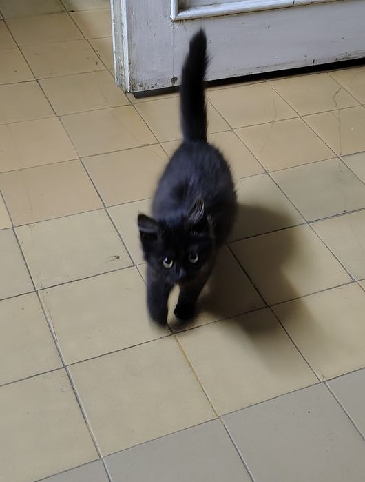 Donez pisici ,adoptie .