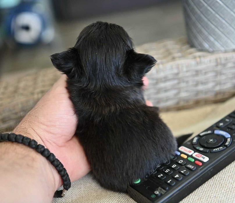 Мъжко дългокосместо мини чихуахуа