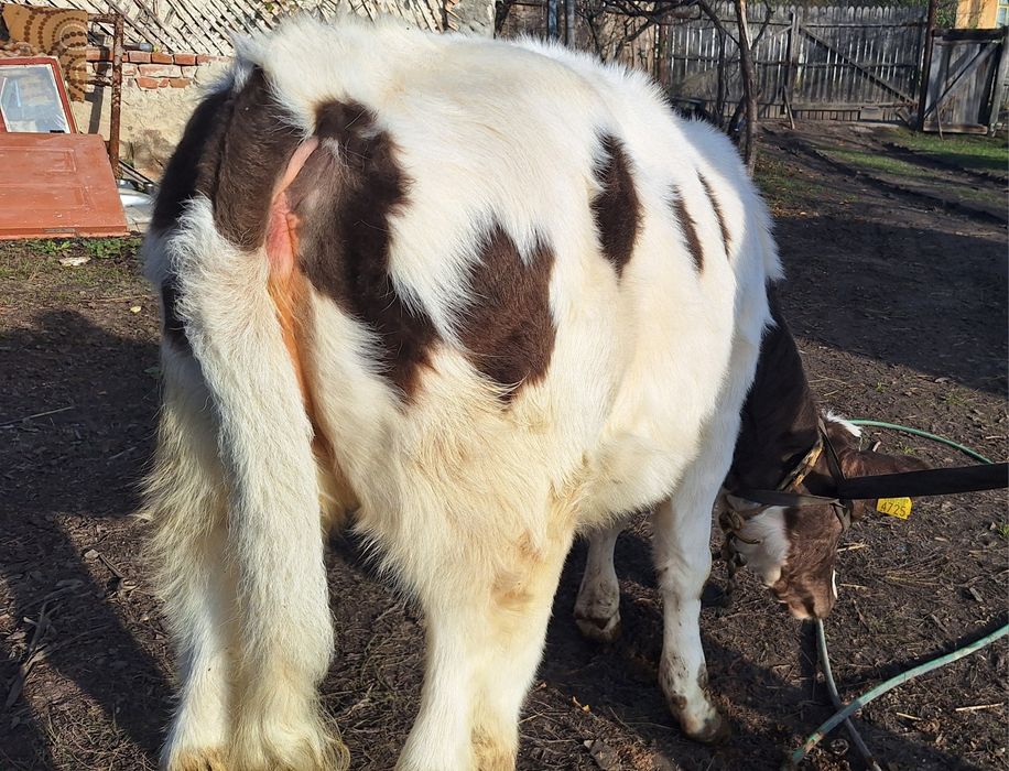Vând vitea din monta belgian